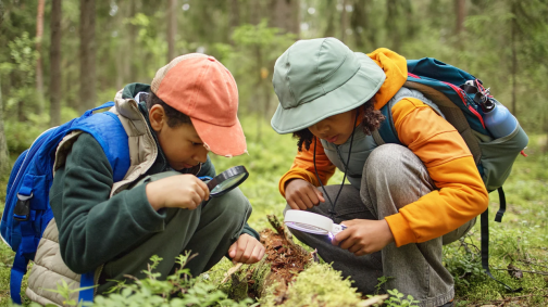 Explorateurs de la forêt 